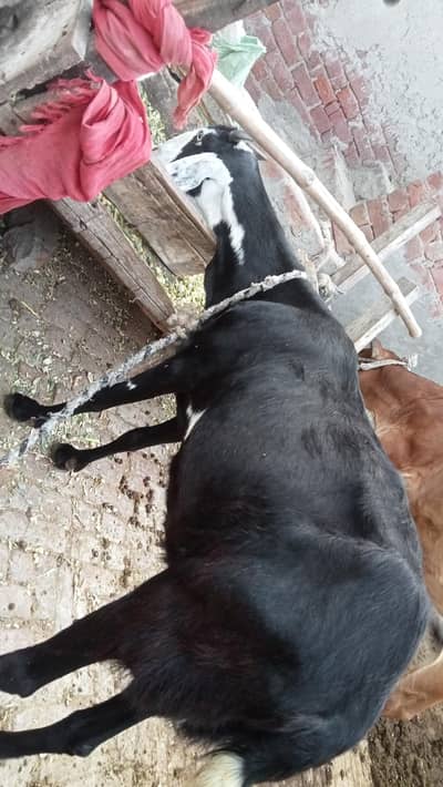 Desi dogli Cross breed bakri
