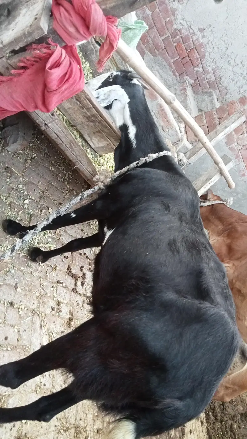 Desi dogli Cross breed bakri