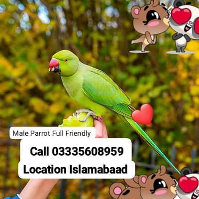 Hand Tamed Full Friendly Green Ring Neck Male Parrot Jumbo Size