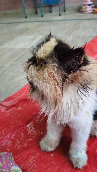 peki calico