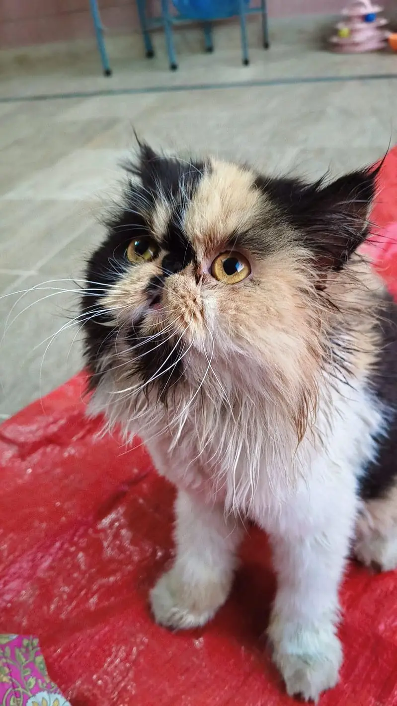 peki calico — photo 2