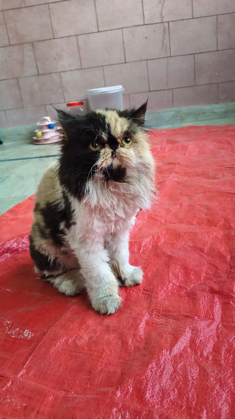peki calico — photo 3
