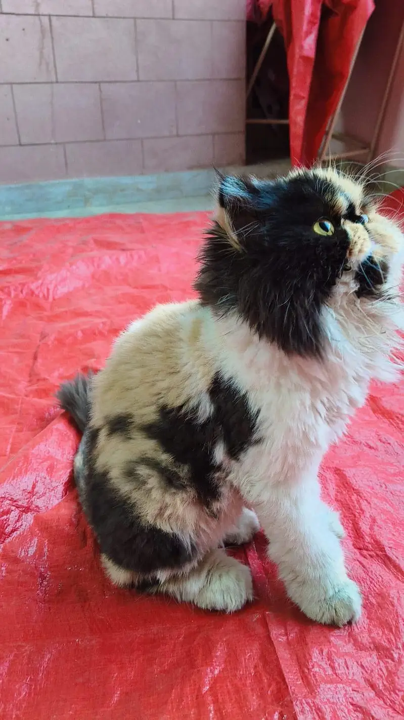 peki calico — photo 4