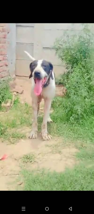 Bully dog