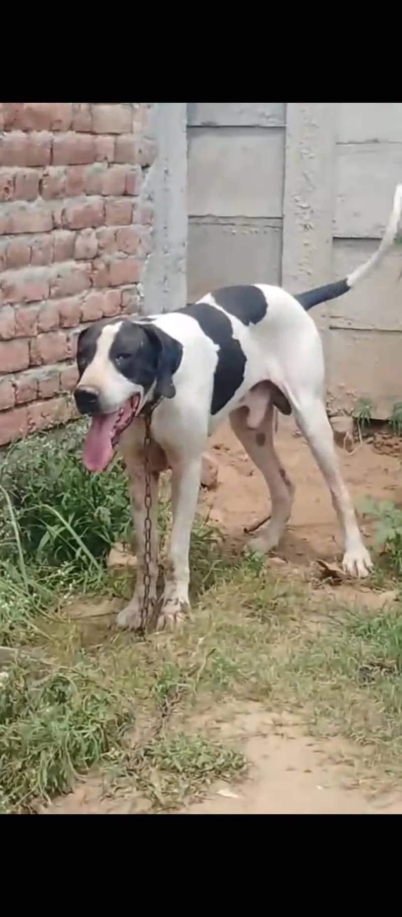 Bully dog 1