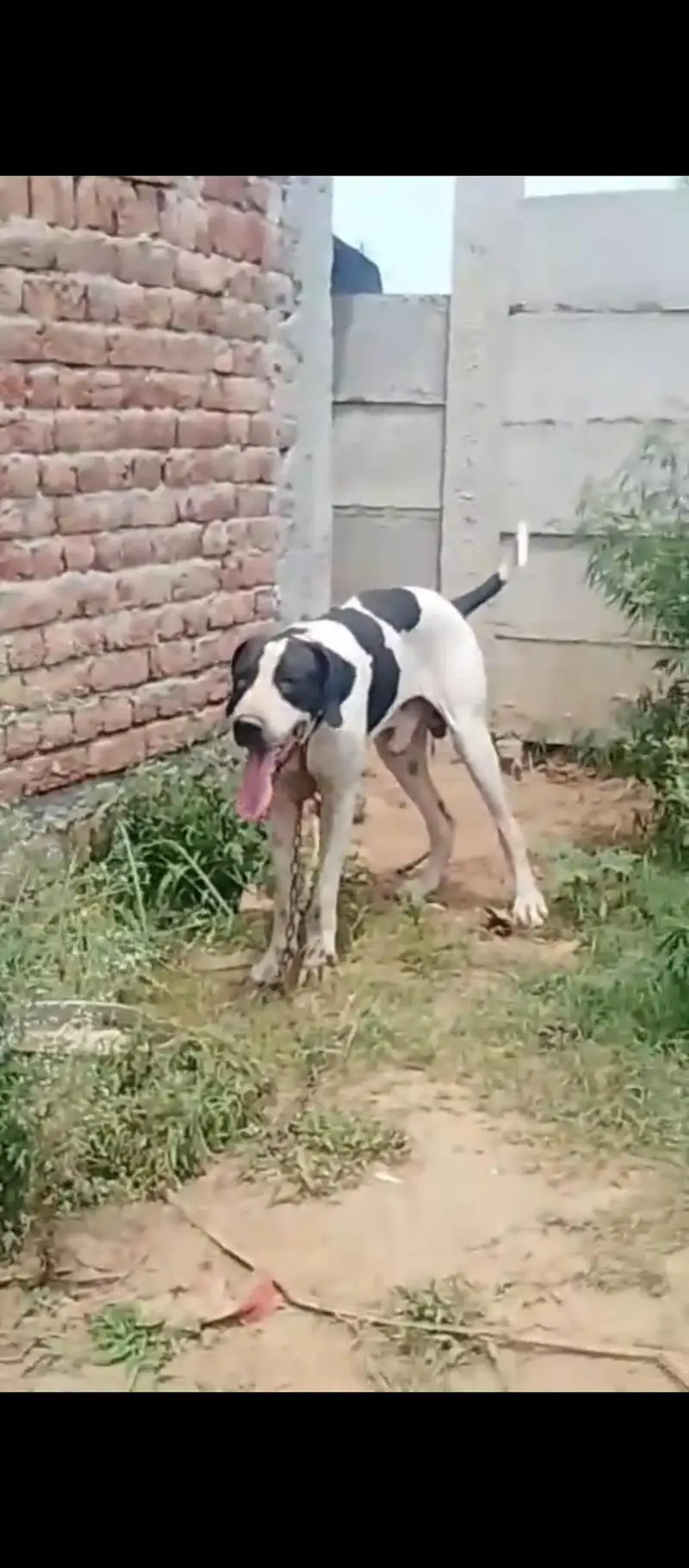 Bully dog — photo 3