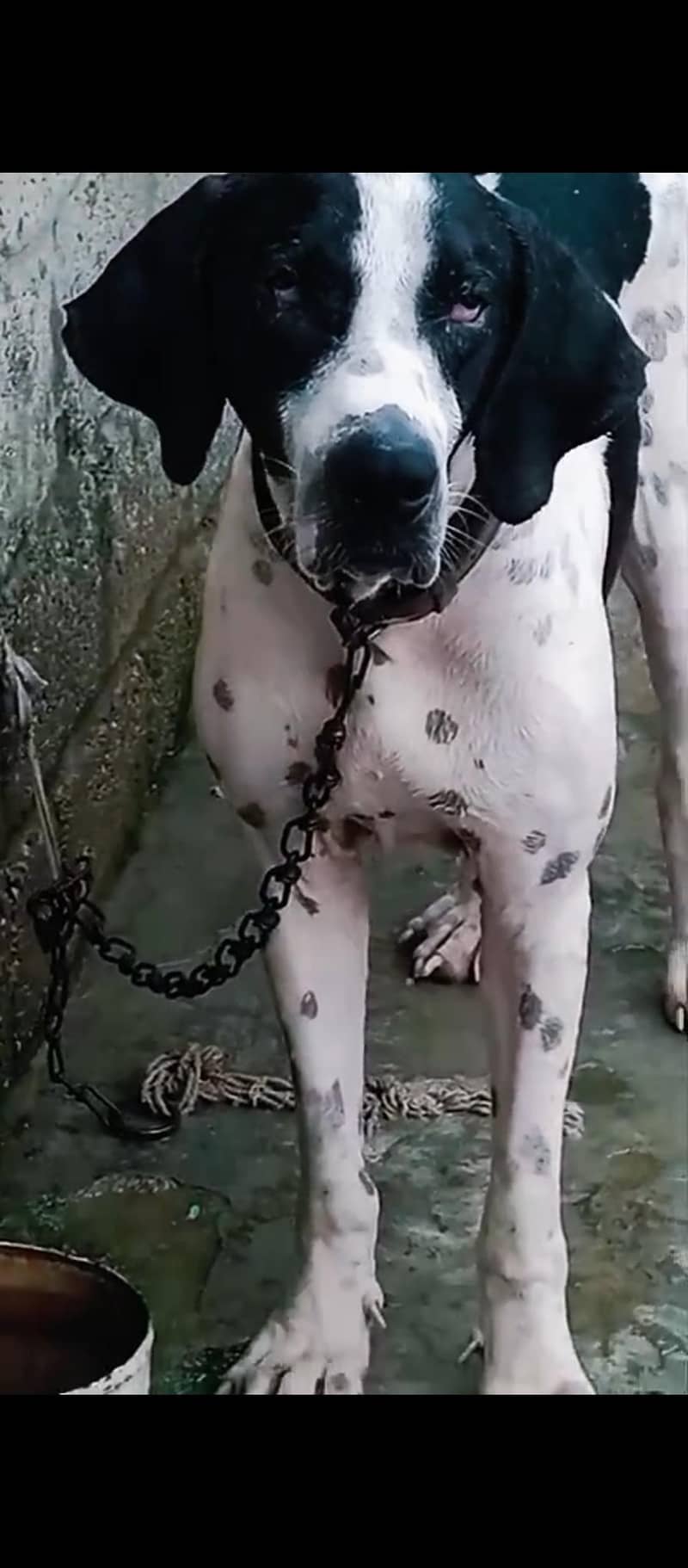 Bully dog 3
