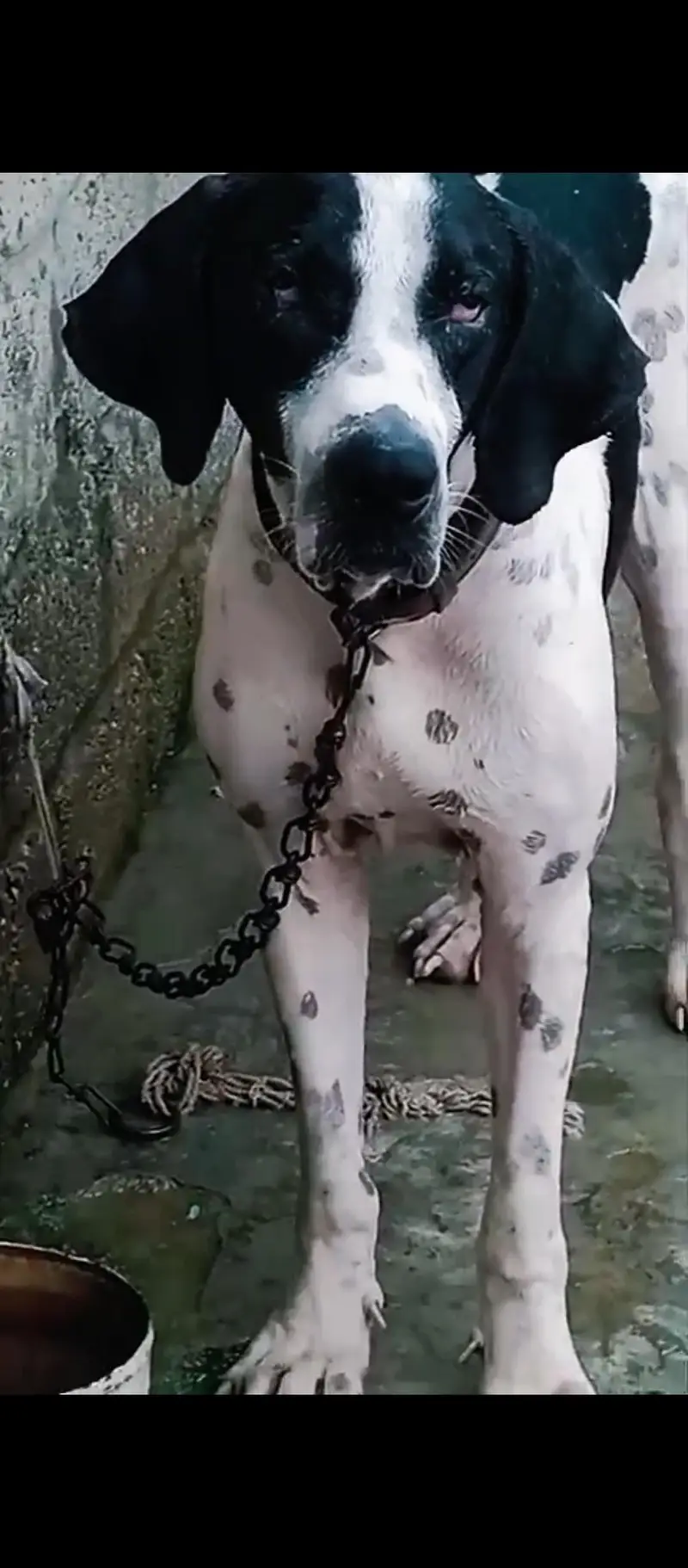 Bully dog — photo 4
