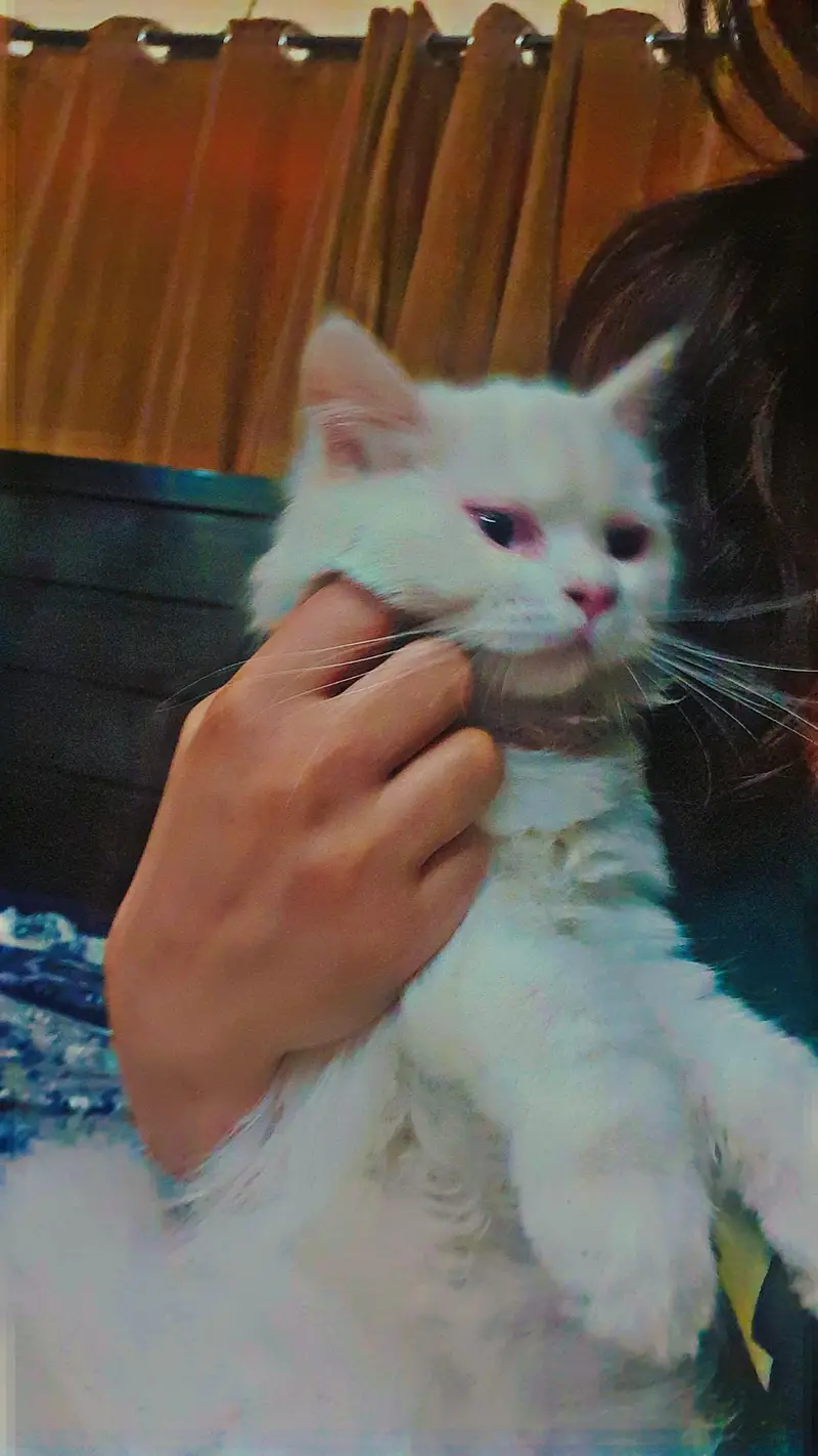 mewo mewo — photo 2