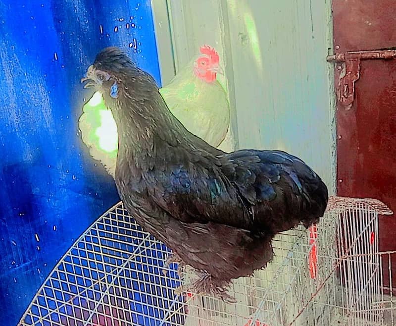 bantam trio 2