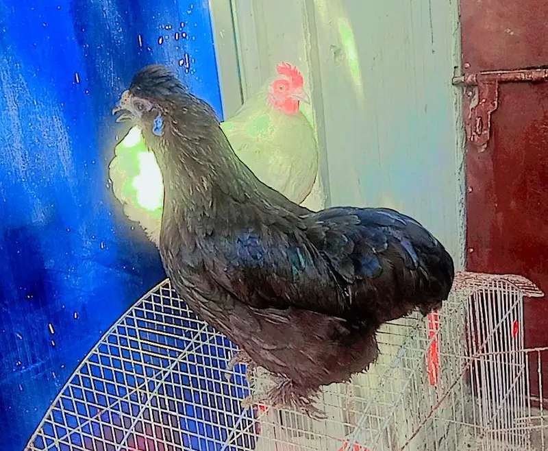 bantam trio — photo 3