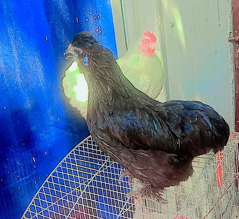 bantam trio — photo 4