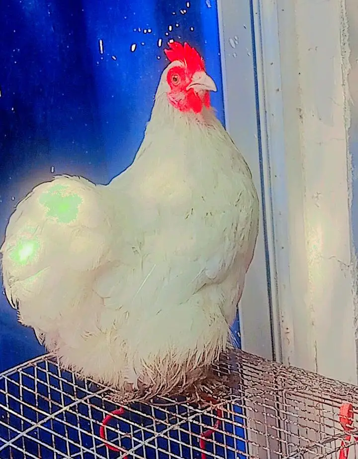 bantam trio — photo 5