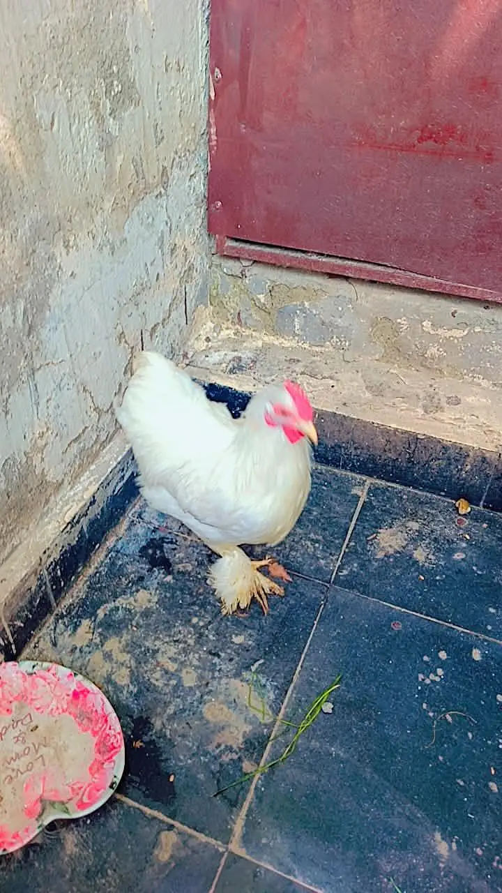 bantam trio — photo 7