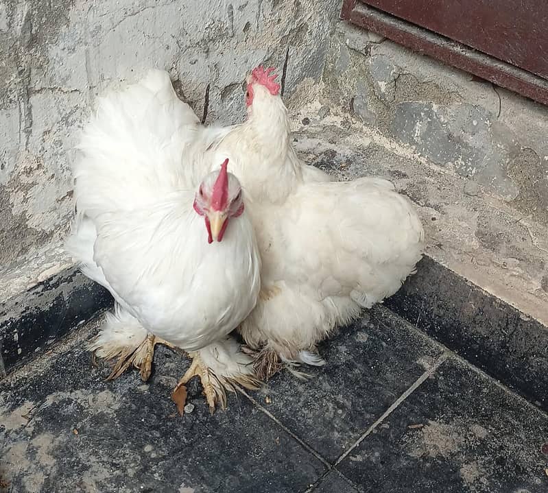 bantam trio 0