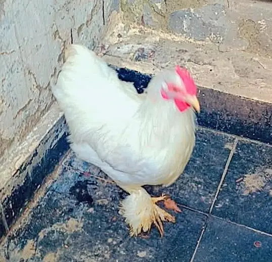 bantam trio — photo 2