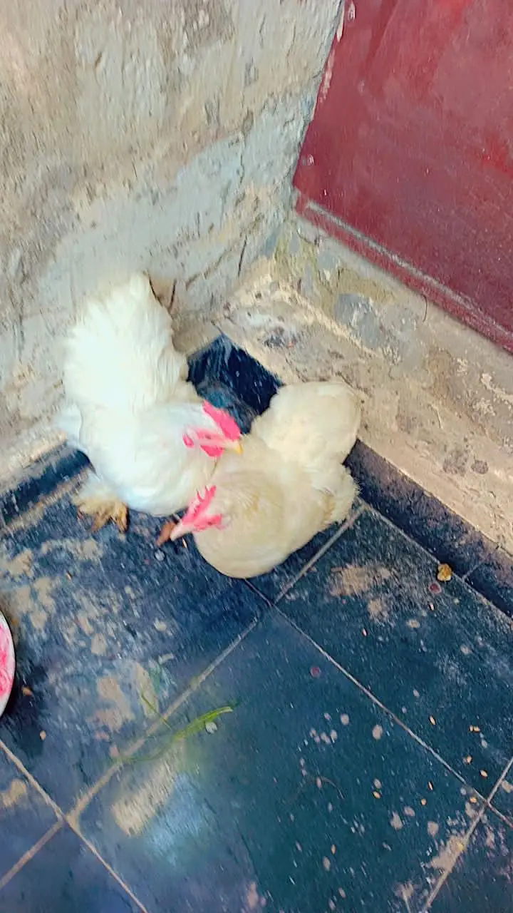 bantam trio — photo 8