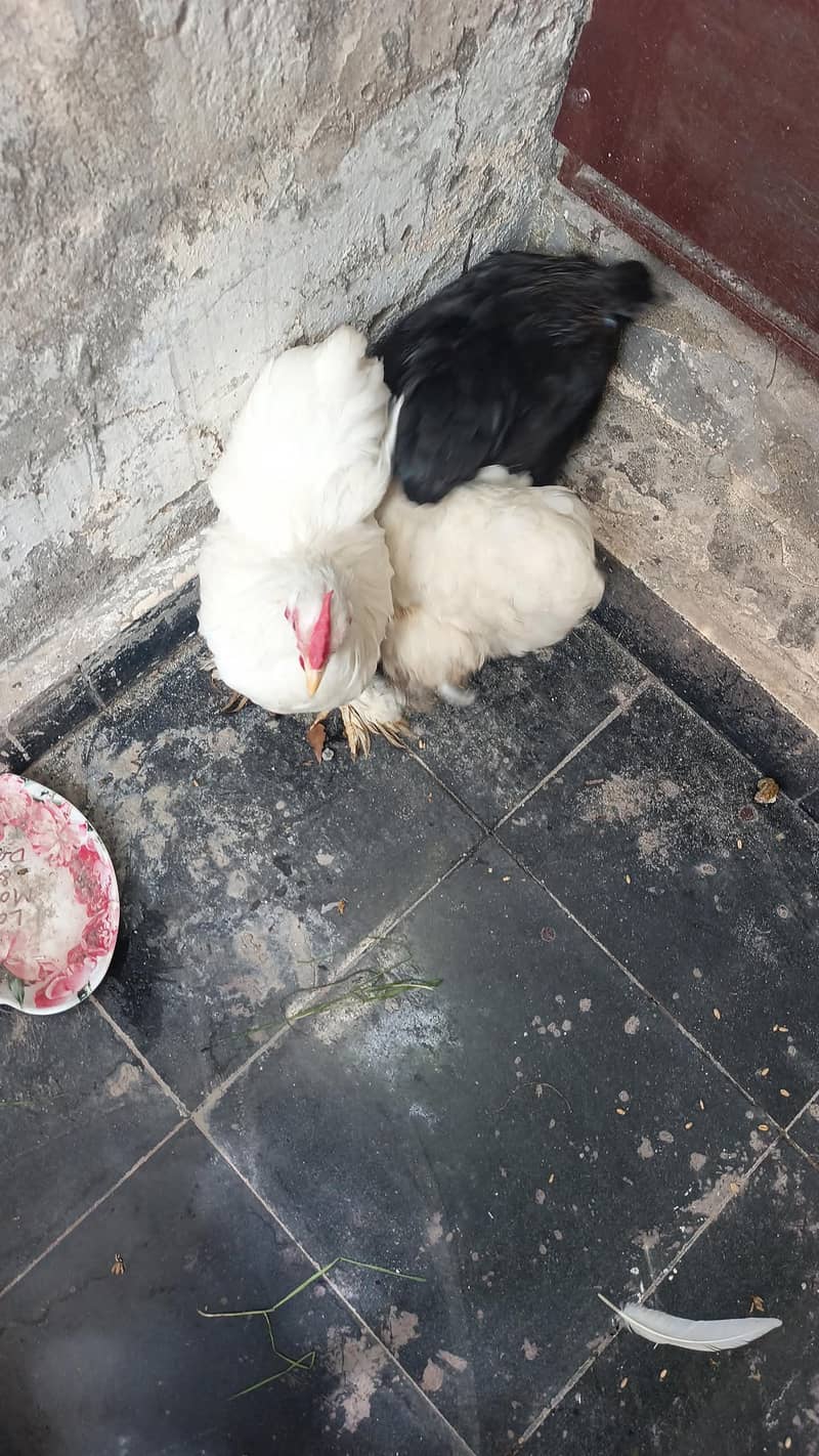 bantam trio 8
