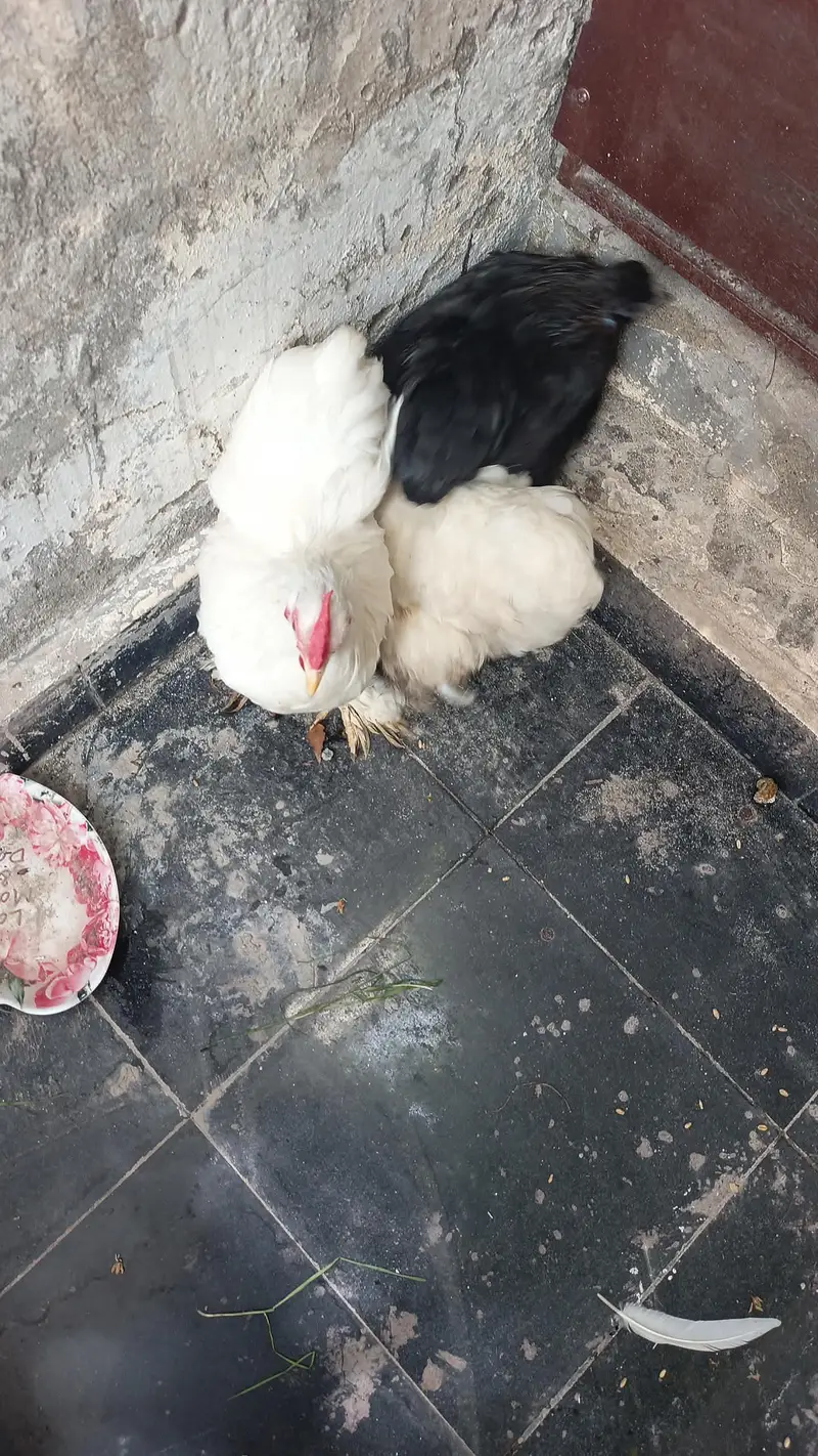 bantam trio — photo 9