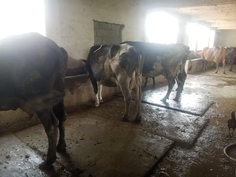 HIgh milking dairy farm animal