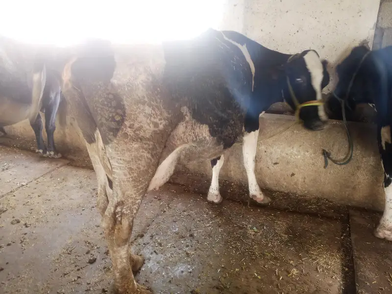 HIgh milking dairy farm animal — photo 2