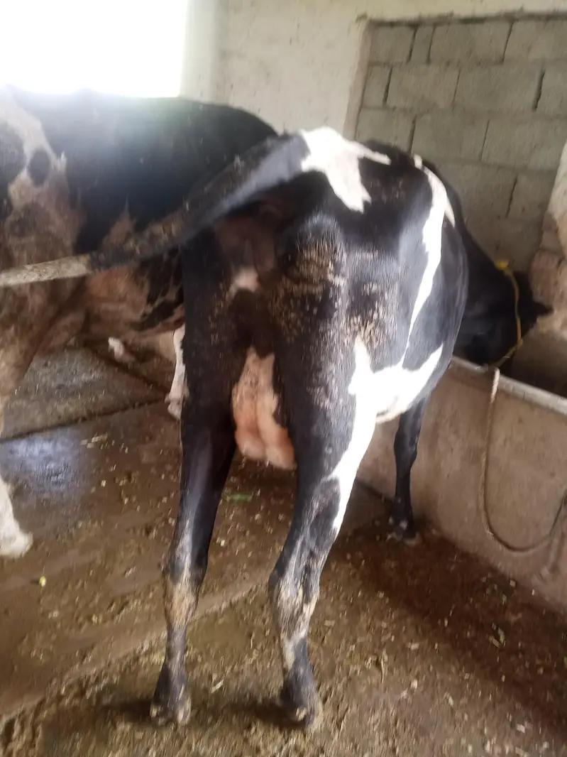 HIgh milking dairy farm animal — photo 3