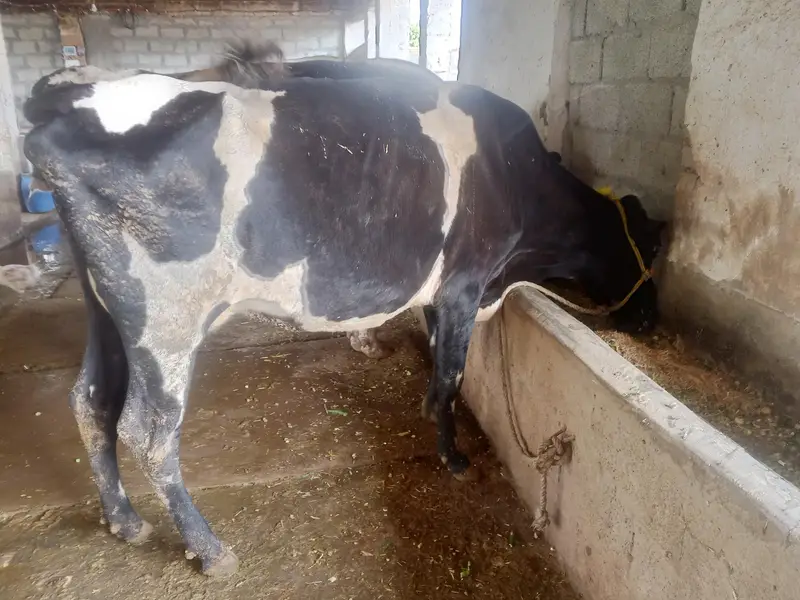 HIgh milking dairy farm animal — photo 4
