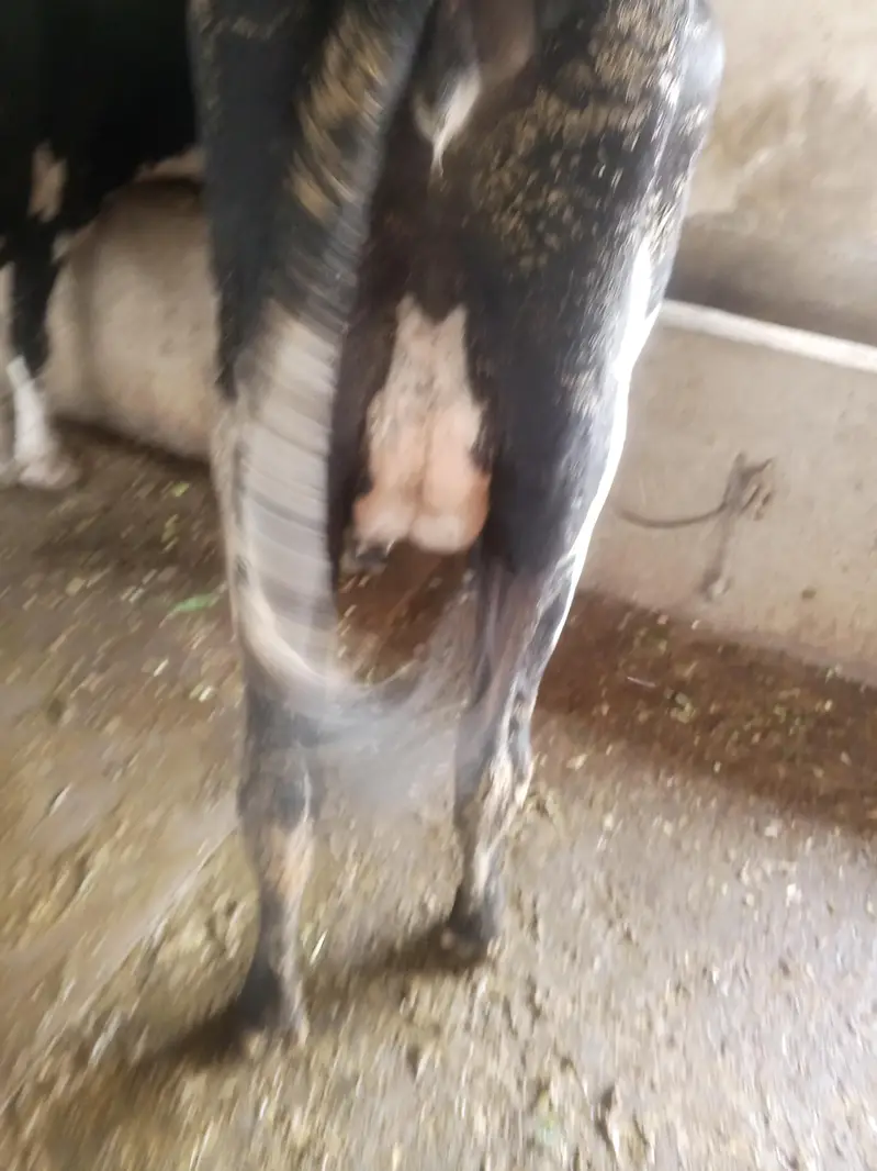 HIgh milking dairy farm animal — photo 5