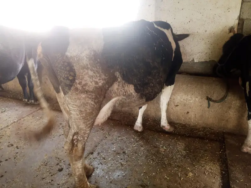 HIgh milking dairy farm animal — photo 6