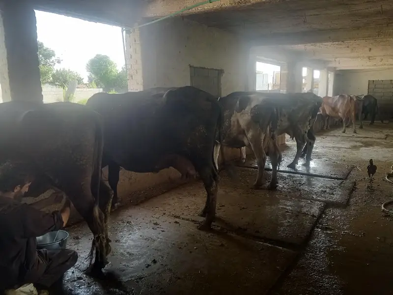 HIgh milking dairy farm animal — photo 7