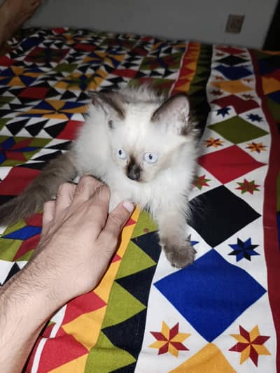 siamese cat