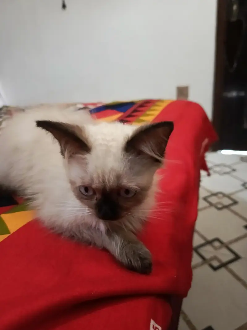 siamese cat — photo 2