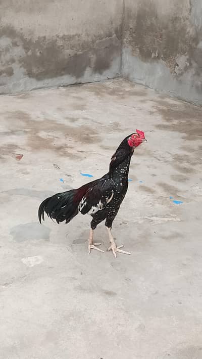 Aseel bird