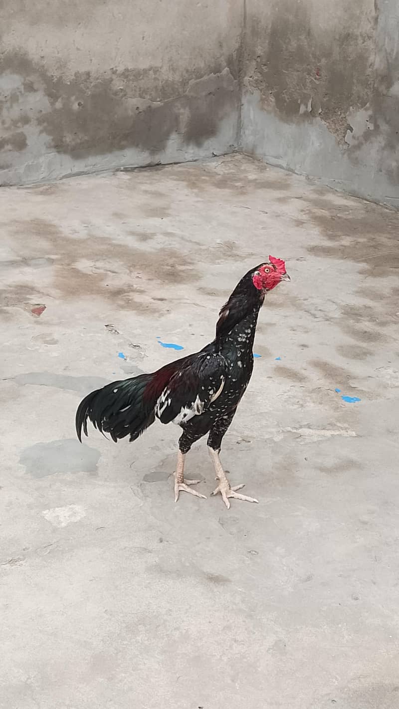 Aseel bird 0