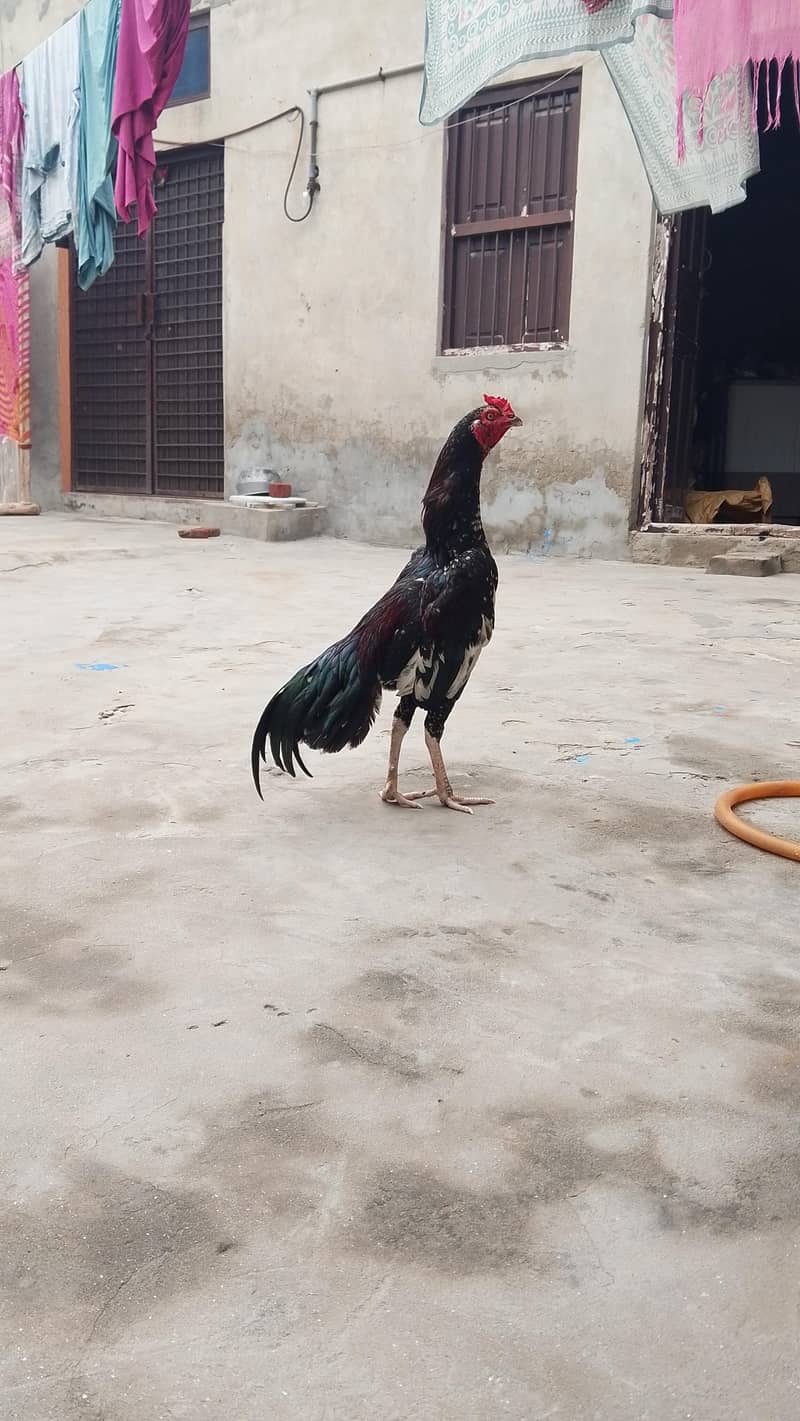 Aseel bird 2