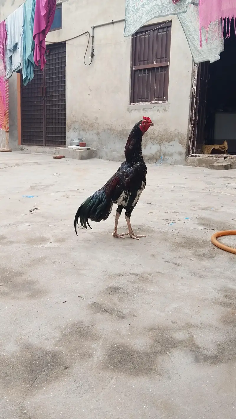 Aseel bird — photo 3