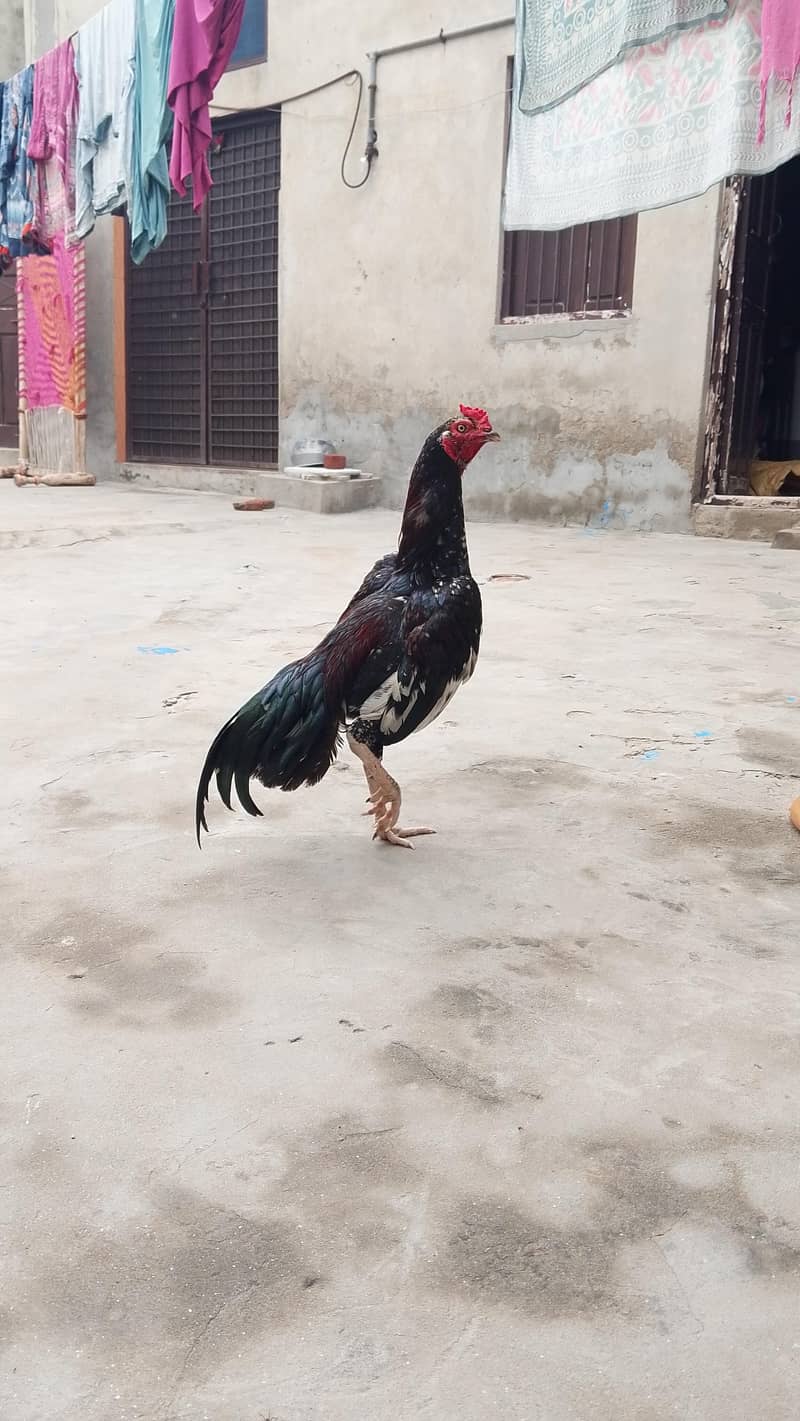 Aseel bird 3