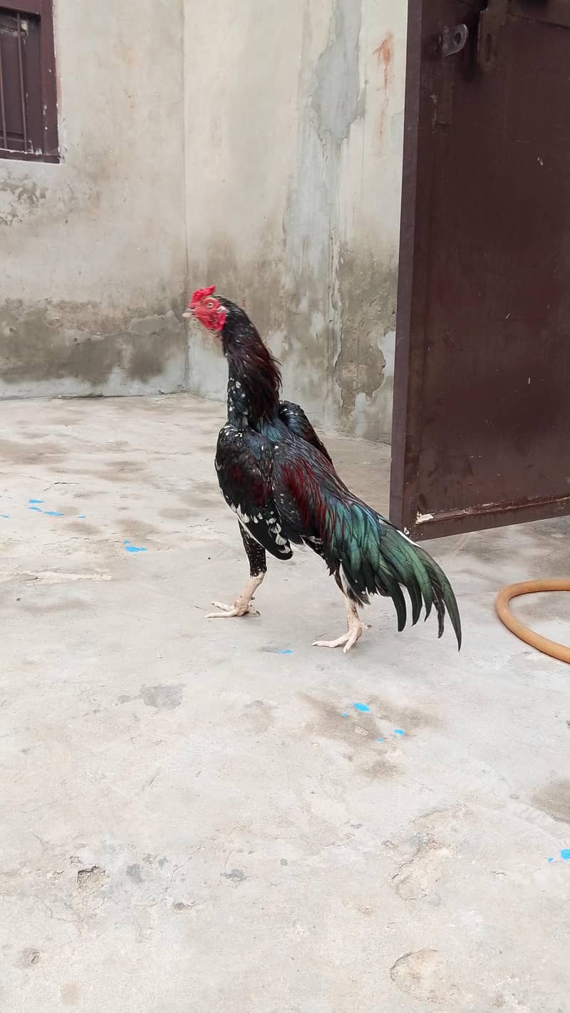 Aseel bird 4