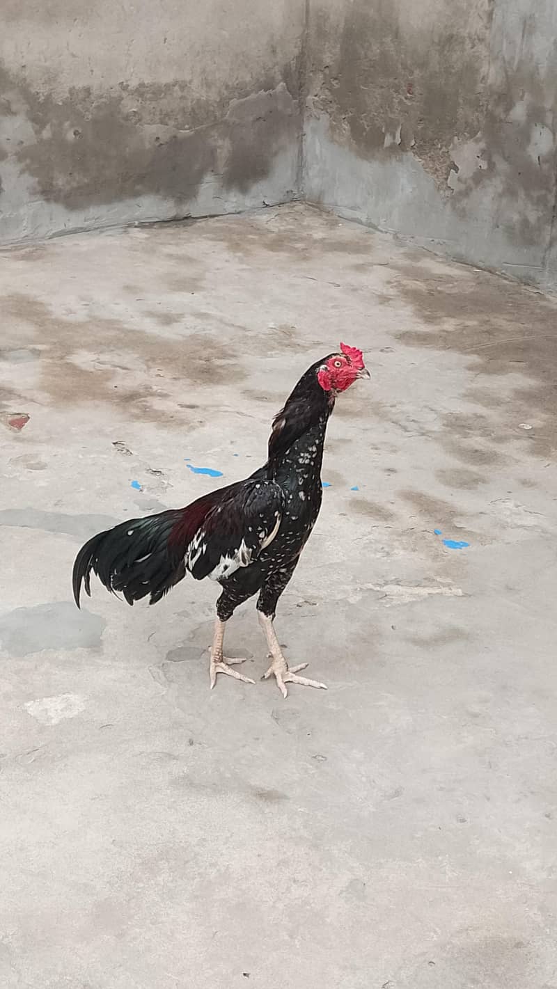 Aseel bird 5