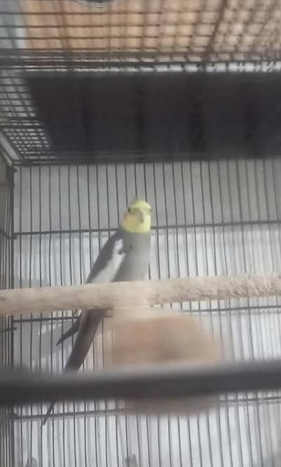Cocktail breeder pair and 1 female