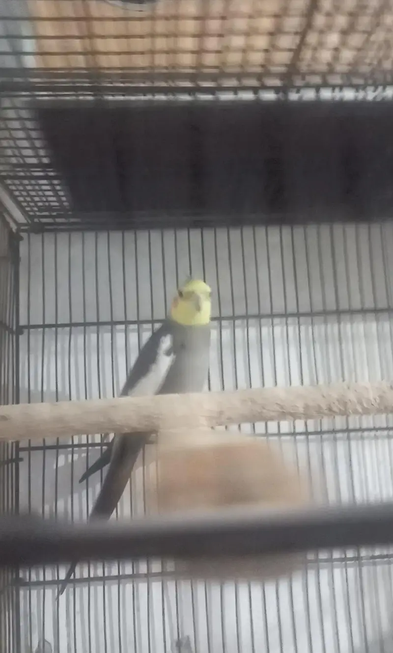Cocktail breeder pair and 1 female