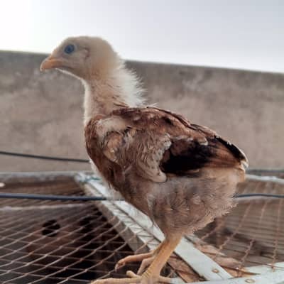 chicks