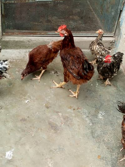 Rir pair,Molted , milli flower male, japanese male incubator, brooder