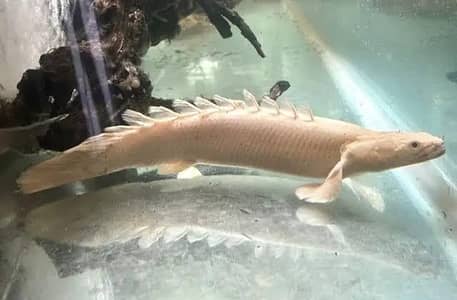 Platinum Endichiri bichir bicher