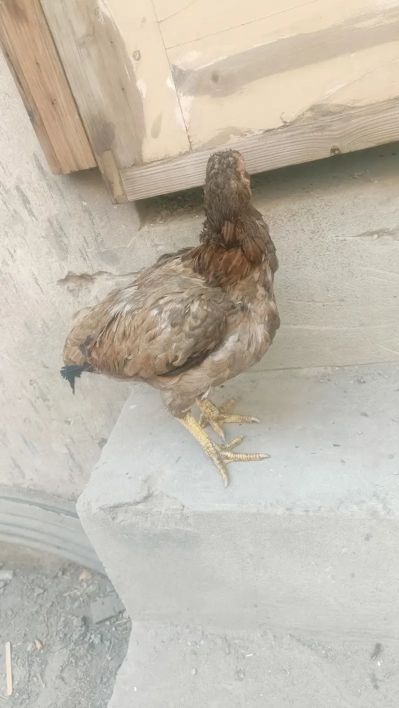 hajee bad — photo 3