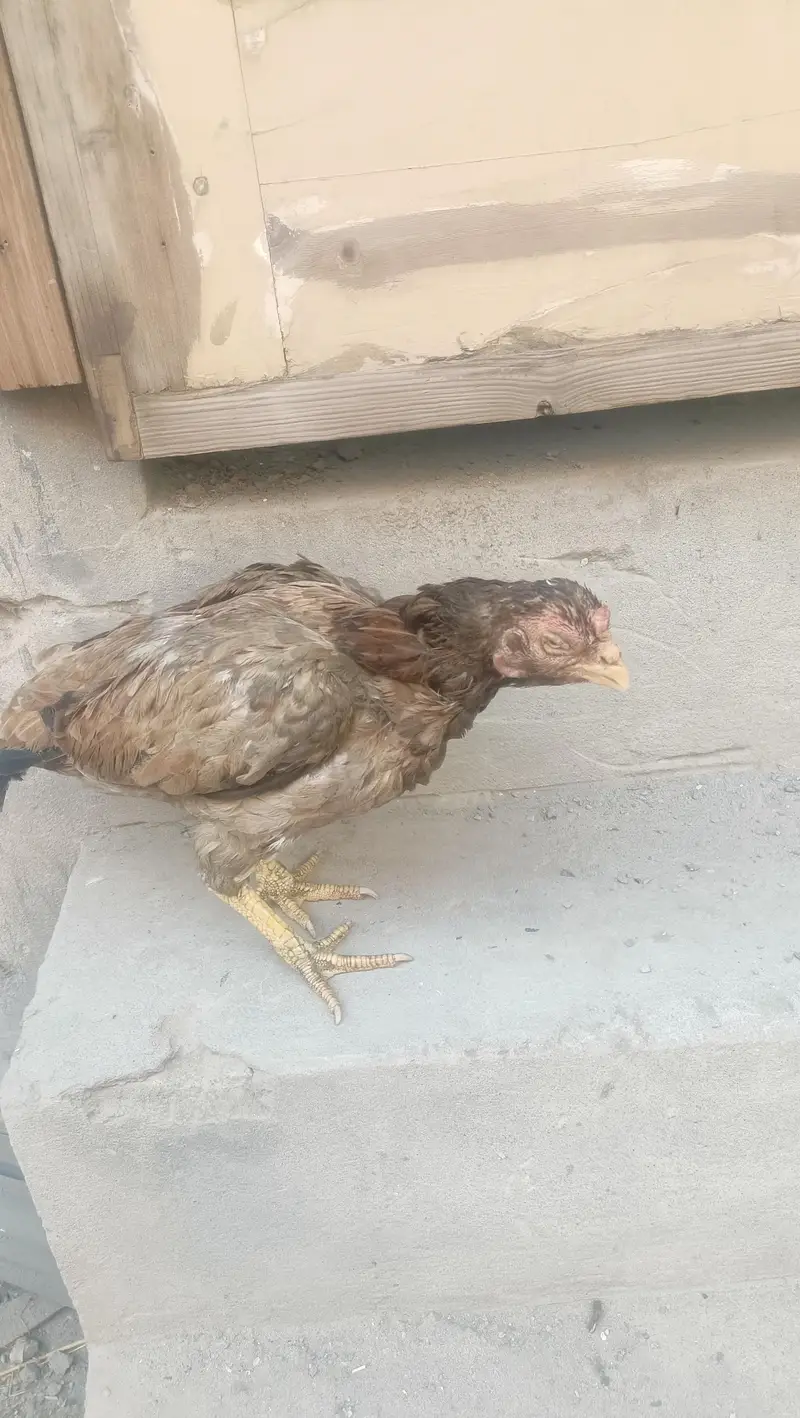 hajee bad — photo 5