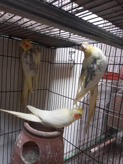 5 piced young bteadr 2.5 years halthi and active sale AK male read aye
