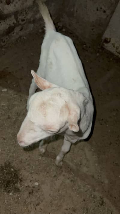 Tedda Gulabi