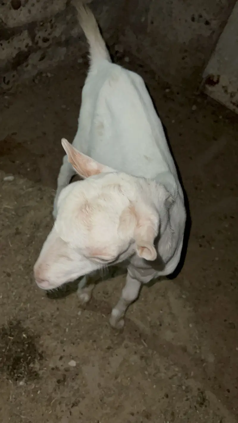 Tedda Gulabi