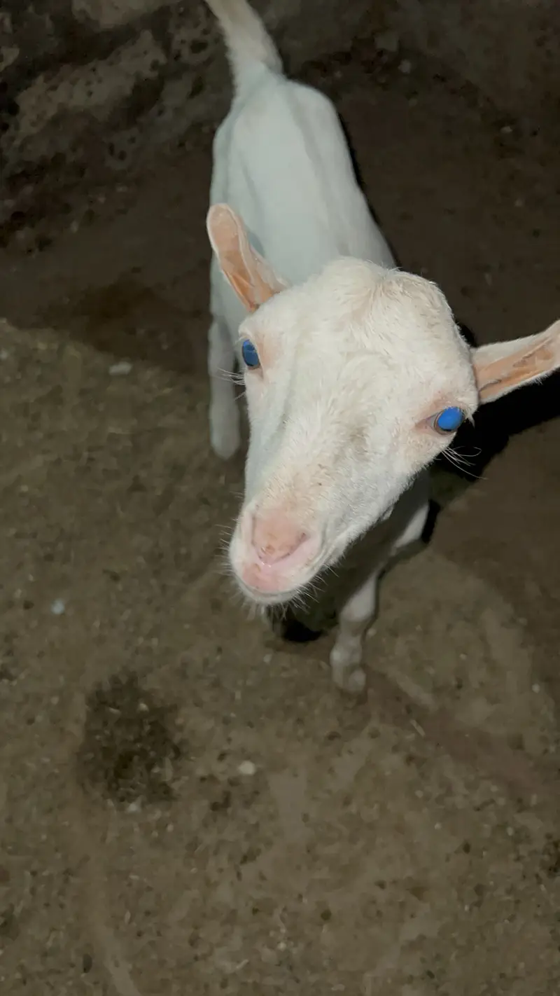 Tedda Gulabi — photo 2